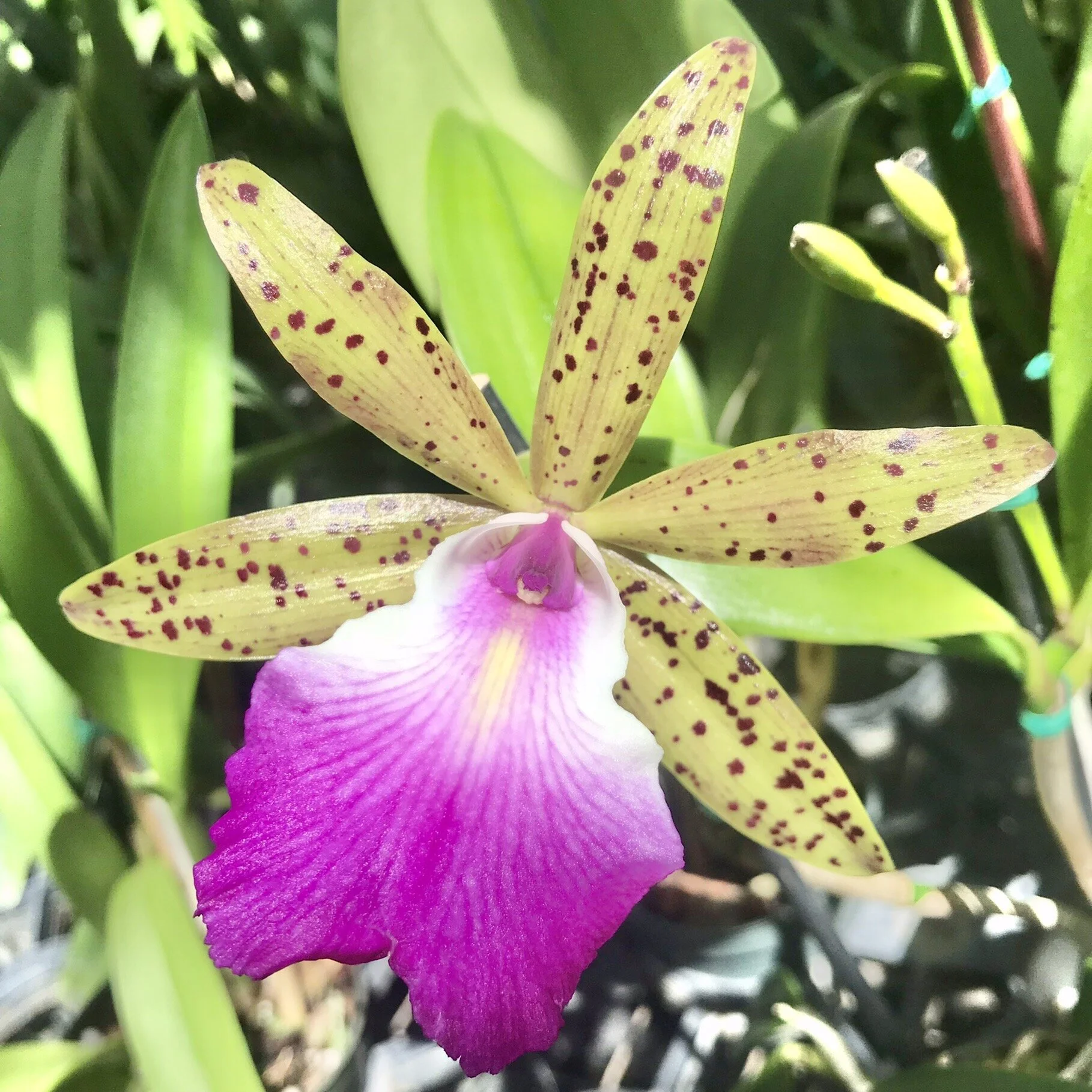 Bc. Theresa Ricci — Palmer Orchids